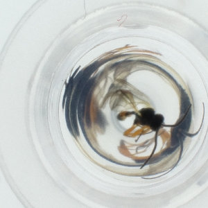  ( - HLNR_041_C6)  @11 [ ] by  Genome Research Ltd as Wellcome Sanger Institute Genome Research Limited operating as Wellcome Sanger Institute