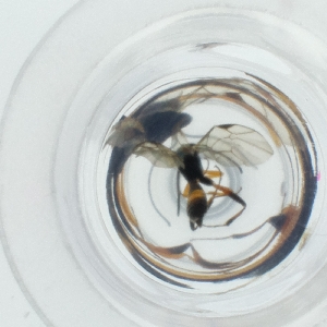  ( - HLNR_041_H6)  @11 [ ] by  Genome Research Ltd as Wellcome Sanger Institute Genome Research Limited operating as Wellcome Sanger Institute