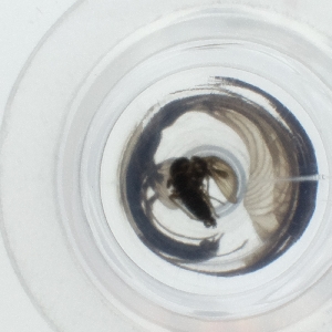  ( - HLNR_041_H8)  @11 [ ] by  Genome Research Ltd as Wellcome Sanger Institute Genome Research Limited operating as Wellcome Sanger Institute