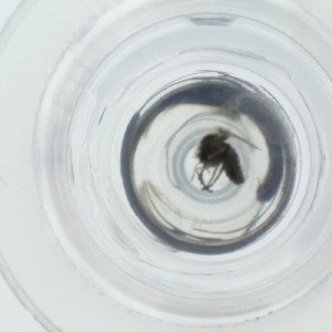  ( - HLNR_046_A10)  @11 [ ] by  Genome Research Ltd as Wellcome Sanger Institute Genome Research Limited operating as Wellcome Sanger Institute