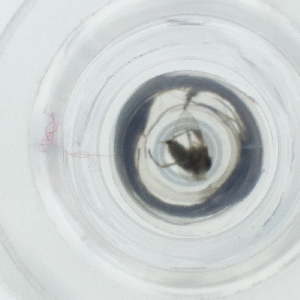  ( - HLNR_046_B10)  @11 [ ] by  Genome Research Ltd as Wellcome Sanger Institute Genome Research Limited operating as Wellcome Sanger Institute