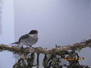  ( - PA22_HEVER01)  @11 [ ] CreativeCommons - Attribution Non-Commercial Share-Alike (2014) Unspecified GERPH