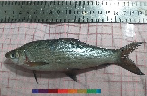  ( - PUL-HMA-Fish-764)  @11 [ ] CreativeCommons-Attribution Non-Commercial Share-Alike (2019) H. M. Tahir Government College University of Lahore