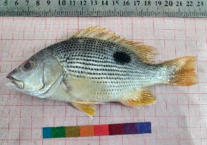  ( - PUL-HMA-Fish-792)  @11 [ ] CreativeCommons-Attribution Non-Commercial Share-Alike (2019) H. M. Tahir Government College University of Lahore