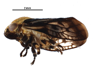  (Chaetophyes - BIOUG01642-H08)  @14 [ ] CreativeCommons - Attribution (2016) CBG Photography Group Centre for Biodiversity Genomics