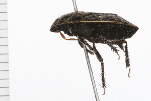  (Adrisa - 08INLI-015)  @13 [ ] CreativeCommons - Attribution (2009) CBG Photography Group Centre for Biodiversity Genomics