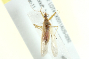  (Nabis kinbergii - BIOUG02559-H04)  @12 [ ] CreativeCommons - Attribution (2013) CBG Photography Group Centre for Biodiversity Genomics