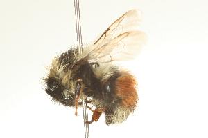 ( - CHU07-BEE-021)  @11 [ ] CreativeCommons - Attribution (2008) CBG Photography Group Centre for Biodiversity Genomics
