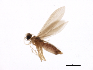  (Psychomyia kaiya - 09HMCAD-0071)  @14 [ ] CreativeCommons - Attribution (2009) CBG Photography Group Centre for Biodiversity Genomics