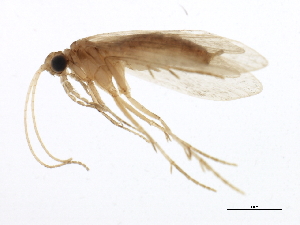 (Psychomyia chompu - 09HMCAD-0175)  @13 [ ] CreativeCommons - Attribution (2009) CBG Photography Group Centre for Biodiversity Genomics