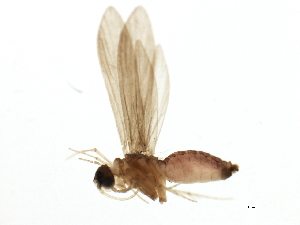  (Psychomyia mithila - 09HMCAD-0185)  @14 [ ] CreativeCommons - Attribution (2009) CBG Photography Group Centre for Biodiversity Genomics