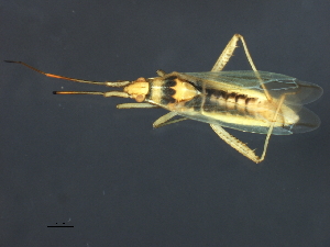  ( - 08BBHEM-697)  @13 [ ] CreativeCommons - Attribution (2009) CBG Photography Group Centre for Biodiversity Genomics