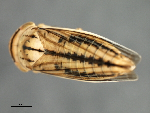  ( - 08BBHEM-751)  @11 [ ] CreativeCommons - Attribution (2009) CBG Photography Group Centre for Biodiversity Genomics