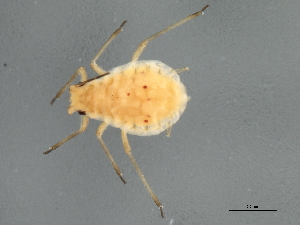  (Rhopalosiphum cerasifoliae - 08BBHEM-772)  @13 [ ] CreativeCommons - Attribution (2009) CBG Photography Group Centre for Biodiversity Genomics