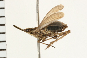  (Scolops sulcipes - 08BBHEM-123)  @13 [ ] CreativeCommons - Attribution (2010) CBG Photography Group Centre for Biodiversity Genomics