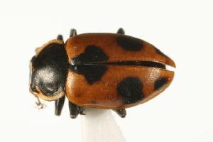  (Ceratomegilla ulkei - CHU06-COL1-441.1)  @15 [ ] CreativeCommons - Attribution (2010) CBG Photography Group Centre for Biodiversity Genomics