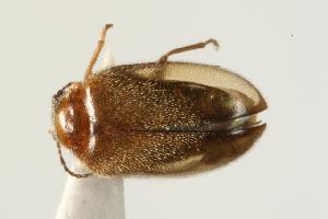  ( - CHU06-COL1-466.1)  @13 [ ] CreativeCommons - Attribution (2010) CBG Photography Group Centre for Biodiversity Genomics