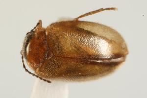  ( - CHU06-COL1-711.1)  @13 [ ] CreativeCommons - Attribution (2010) CBG Photography Group Centre for Biodiversity Genomics