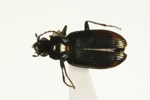  (Bembidion hastii - CHU06-COL1-550)  @14 [ ] Unspecified (default): All Rights Reserved  Unspecified Unspecified