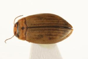  (Hygrotus novemlineatus - 05CHU-COL-0060.1)  @12 [ ] CreativeCommons - Attribution (2010) CBG Photography Group Centre for Biodiversity Genomics