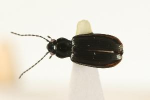  (Bembidion hastii - 05CHU-COL-0031)  @14 [ ] Unspecified (default): All Rights Reserved  Unspecified Unspecified