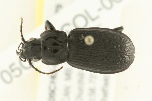  (Pterostichus punctatissimus - 05CHU-COL-0079)  @14 [ ] Unspecified (default): All Rights Reserved  Unspecified Unspecified