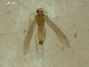  (Psychomyia kalais - 10HMCAD-006)  @11 [ ] CreativeCommons - Attribution (2010) CBG Photography Group Centre for Biodiversity Genomics