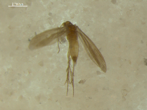 (Psychomyia feuerborni - 10HMCAD-008)  @12 [ ] CreativeCommons - Attribution (2010) CBG Photography Group Centre for Biodiversity Genomics
