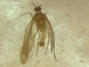  ( - 10HMCAD-053)  @11 [ ] CreativeCommons - Attribution (2010) CBG Photography Group Centre for Biodiversity Genomics