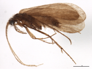  (Lype reducta - 10HMCAD-103)  @14 [ ] CreativeCommons - Attribution (2010) CBG Photography Group Centre for Biodiversity Genomics