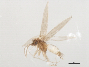  (Hydroptila cognata - 10HMCAD-431)  @11 [ ] CreativeCommons - Attribution (2010) CBG Photography Group Centre for Biodiversity Genomics