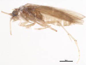  ( - 10HMCAD-436)  @13 [ ] CreativeCommons - Attribution (2010) CBG Photography Group Centre for Biodiversity Genomics