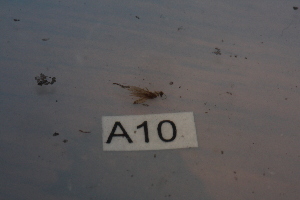  ( - HMCAD0111-10)  @11 [ ] Unspecified (default): All Rights Reserved  none Unspecified