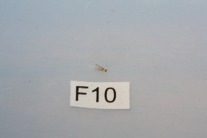  (Hydroptila rumpun - HMCAD0111-70)  @11 [ ] Unspecified (default): All Rights Reserved  none Unspecified