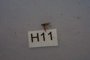  ( - HMCAD0111-95)  @11 [ ] Unspecified (default): All Rights Reserved  none Unspecified