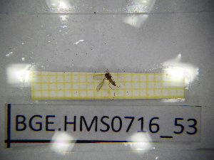  ( - BGE.HMS0716_53)  @11 [ ] CreativeCommons Attribution (2024) Dept Invertebrate Zoology and Hydrobiology, University of Lodz University of Lodz