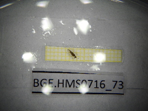  ( - BGE.HMS0716_73)  @11 [ ] CreativeCommons Attribution (2024) Dept Invertebrate Zoology and Hydrobiology, University of Lodz University of Lodz