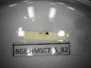  ( - BGE.HMS0716_82)  @11 [ ] CreativeCommons Attribution (2024) Dept Invertebrate Zoology and Hydrobiology, University of Lodz University of Lodz