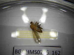  ( - BGE.HMS0716_162)  @11 [ ] CreativeCommons Attribution (2024) Dept Invertebrate Zoology and Hydrobiology, University of Lodz University of Lodz