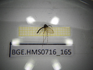  ( - BGE.HMS0716_165)  @11 [ ] CreativeCommons Attribution (2024) Dept Invertebrate Zoology and Hydrobiology, University of Lodz University of Lodz