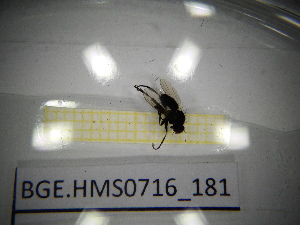  ( - BGE.HMS0716_181)  @11 [ ] CreativeCommons Attribution (2024) Dept Invertebrate Zoology and Hydrobiology, University of Lodz University of Lodz