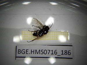  ( - BGE.HMS0716_186)  @11 [ ] CreativeCommons Attribution (2024) Dept Invertebrate Zoology and Hydrobiology, University of Lodz University of Lodz