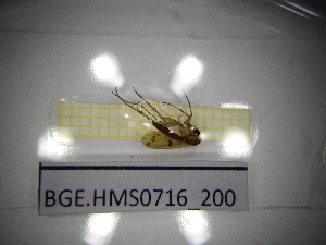  ( - BGE.HMS0716_200)  @11 [ ] CreativeCommons Attribution (2024) Dept Invertebrate Zoology and Hydrobiology, University of Lodz University of Lodz