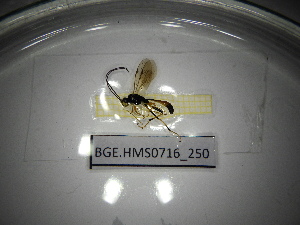  ( - BGE.HMS0716_250)  @11 [ ] CreativeCommons Attribution (2024) Dept Invertebrate Zoology and Hydrobiology, University of Lodz University of Lodz