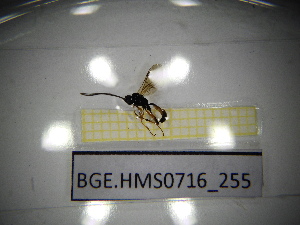  ( - BGE.HMS0716_255)  @11 [ ] CreativeCommons Attribution (2024) Dept Invertebrate Zoology and Hydrobiology, University of Lodz University of Lodz