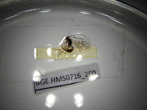  ( - BGE.HMS0716_260)  @11 [ ] CreativeCommons Attribution (2024) Dept Invertebrate Zoology and Hydrobiology, University of Lodz University of Lodz