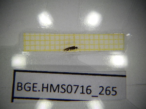  ( - BGE.HMS0716_265)  @11 [ ] CreativeCommons Attribution (2024) Dept Invertebrate Zoology and Hydrobiology, University of Lodz University of Lodz