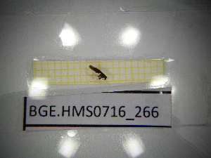  ( - BGE.HMS0716_266)  @11 [ ] CreativeCommons Attribution (2024) Dept Invertebrate Zoology and Hydrobiology, University of Lodz University of Lodz