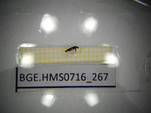  ( - BGE.HMS0716_267)  @11 [ ] CreativeCommons Attribution (2024) Dept Invertebrate Zoology and Hydrobiology, University of Lodz University of Lodz