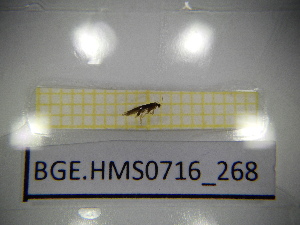  ( - BGE.HMS0716_268)  @11 [ ] CreativeCommons Attribution (2024) Dept Invertebrate Zoology and Hydrobiology, University of Lodz University of Lodz